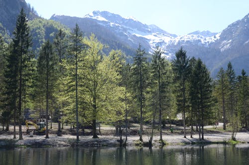 湖附近的绿松树 · 免费素材图片