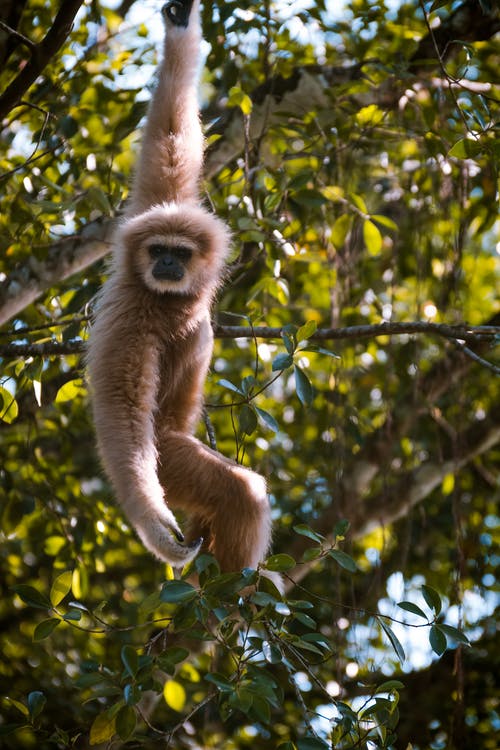 棕色和黑色的猴子，挂在一棵树 · 免费素材图片