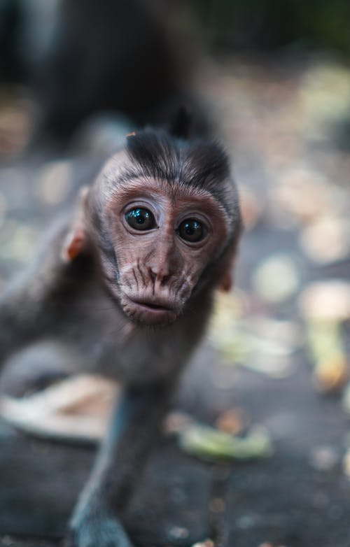 棕猴在特写摄影 · 免费素材图片