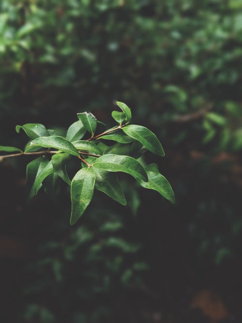 绿叶植物 · 免费素材图片