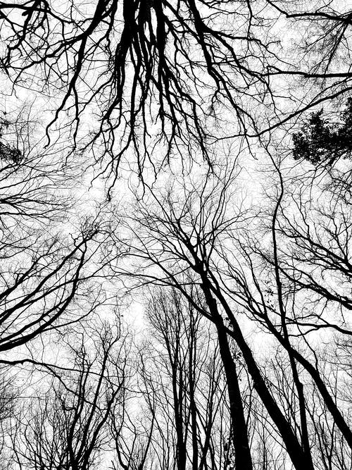 低角度摄影的裸树 · 免费素材图片
