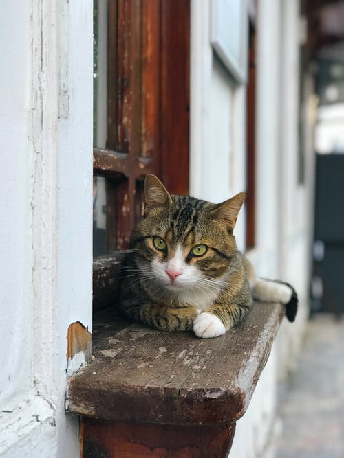 躺在木制的窗户上的虎斑猫 · 免费素材图片