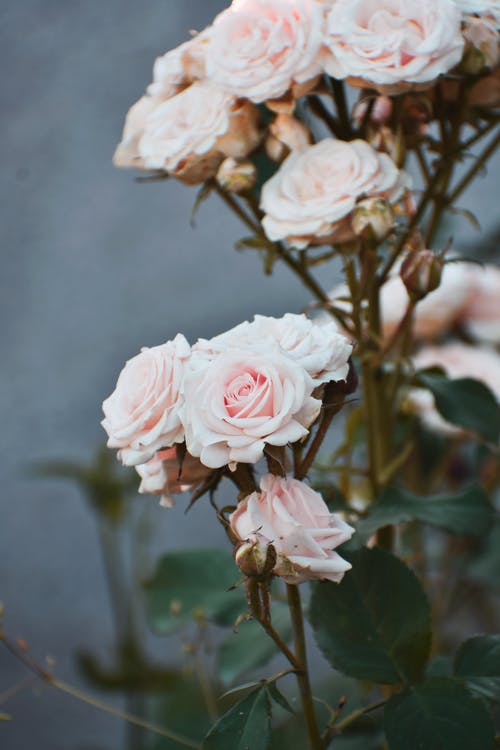 粉红色的花园玫瑰花朵的选择性焦点特写照片 · 免费素材图片