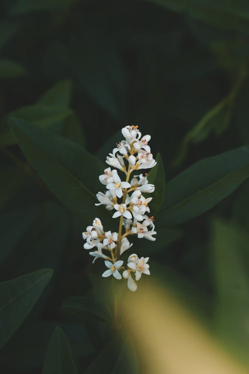 白花的选择性聚焦摄影 · 免费素材图片