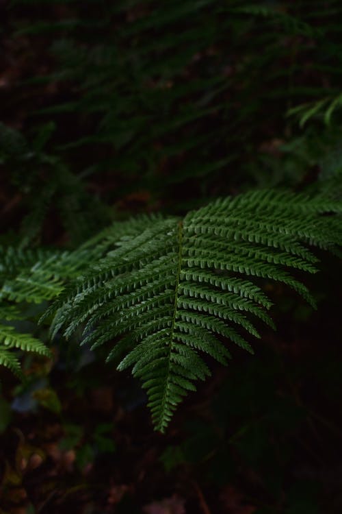 绿色蕨类植物的选择性焦点特写照片 · 免费素材图片