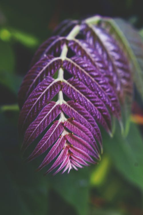 紫叶植物的特写照片 · 免费素材图片
