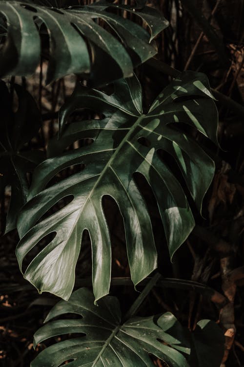 龟背竹植物的特写照片 · 免费素材图片