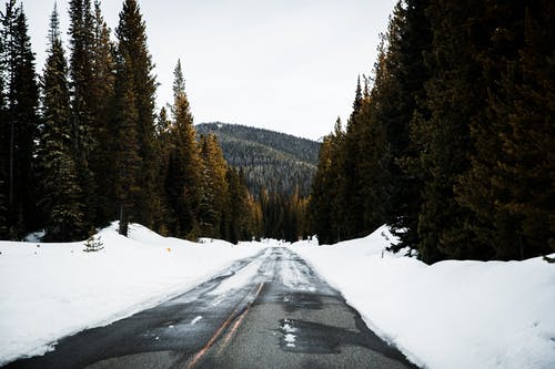 被雪覆盖的树木之间的空路 · 免费素材图片