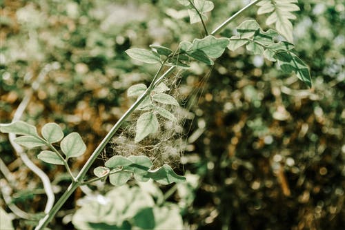 有蜘蛛网的植物的浅焦点摄影 · 免费素材图片