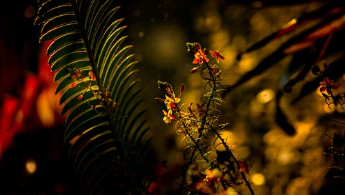 绿色蕨类植物和红色花瓣花 · 免费素材图片