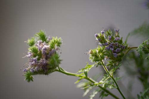 绿叶植物的特写照片 · 免费素材图片