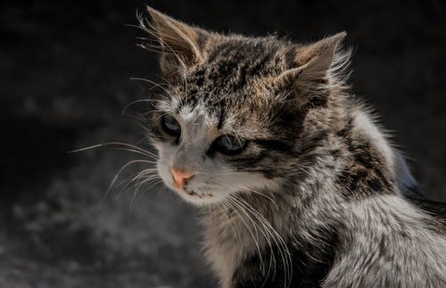虎斑猫的特写照片 · 免费素材图片