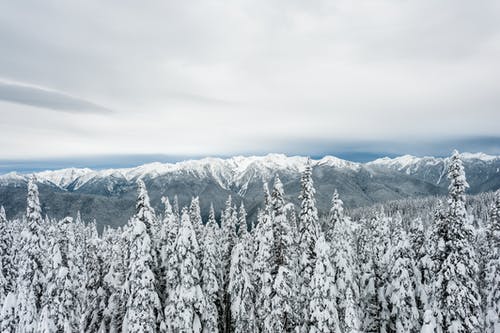 冰雪覆盖的松树摄影 · 免费素材图片