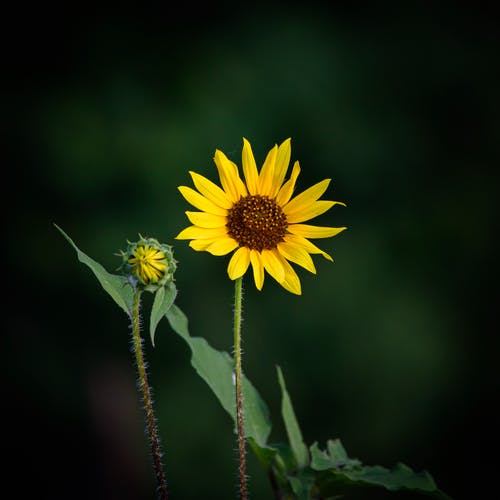 花的选择性聚焦摄影 · 免费素材图片