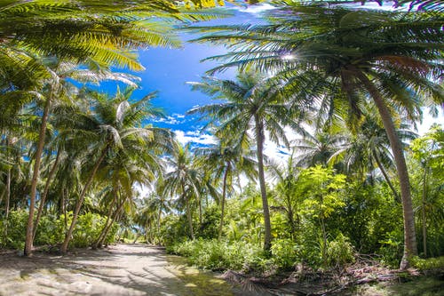 路旁的椰子树 · 免费素材图片