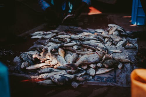 堆鱼 · 免费素材图片