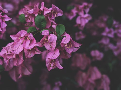 紫色九重葛花的照片 · 免费素材图片