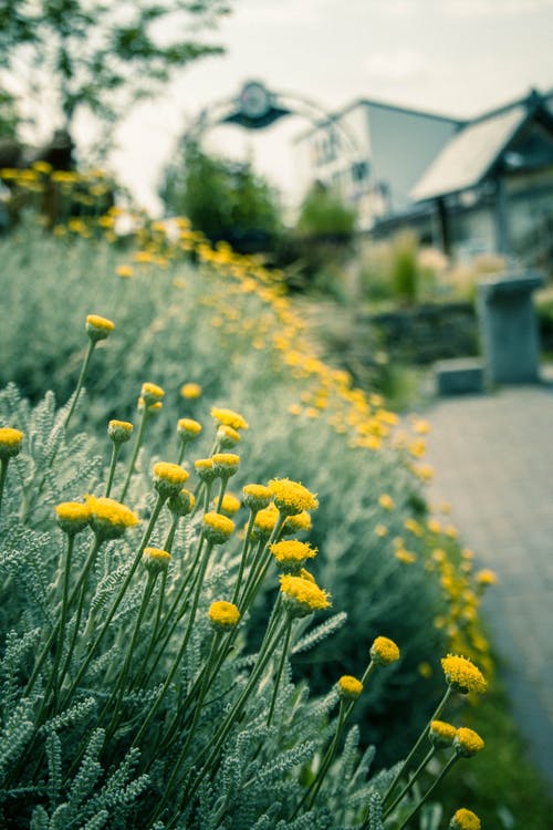 黄花瓣花很多 · 免费素材图片