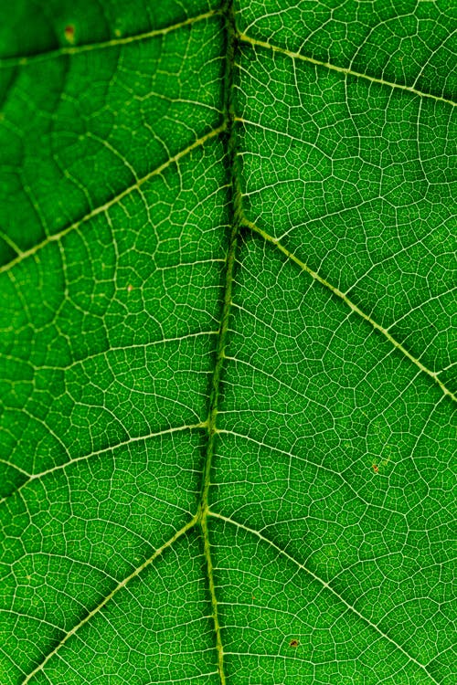 绿叶和叶脉的近视图 · 免费素材图片
