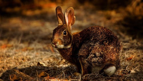 兔子的特写照片 · 免费素材图片