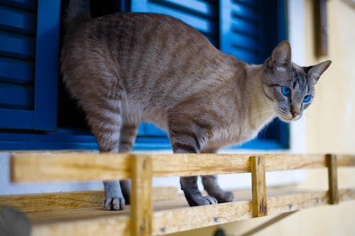 猫站在蓝色的窗户附近的照片 · 免费素材图片