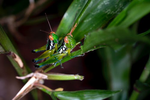 绿叶植物上的两个绿色蚱hopper · 免费素材图片