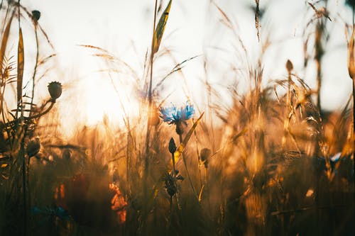 花的选择性聚焦照片 · 免费素材图片