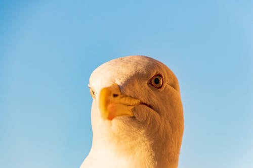 鸟的特写照片 · 免费素材图片