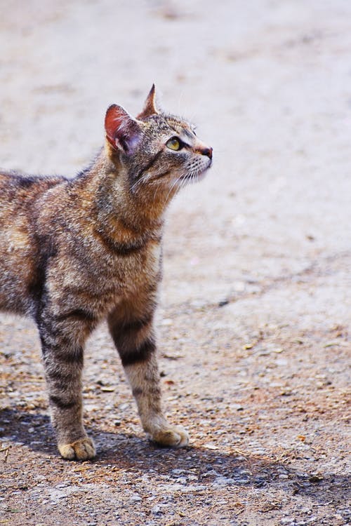 斑纹猫在人行道上的照片 · 免费素材图片