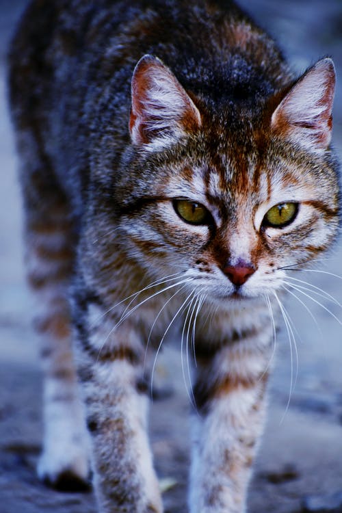 虎斑猫的特写照片 · 免费素材图片