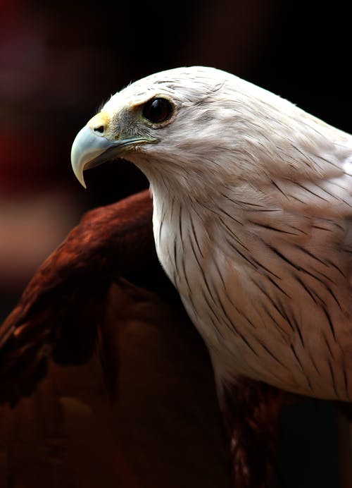 白色和棕色的秃头鹰 · 免费素材图片
