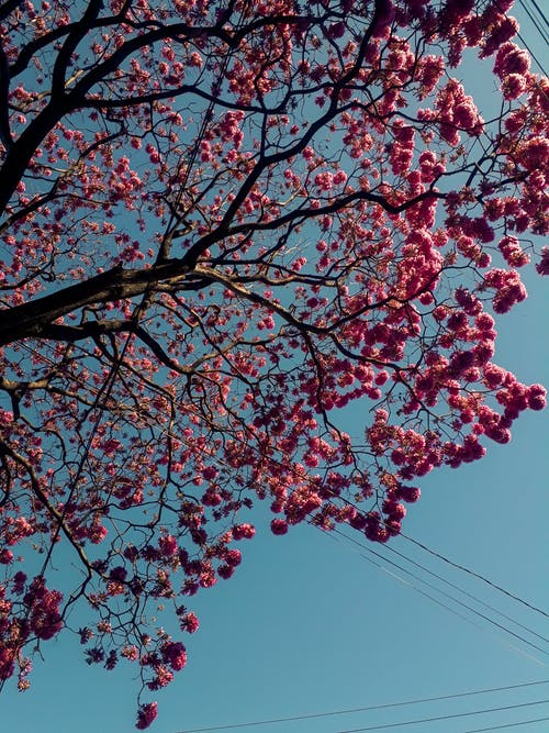 樱花盛开 · 免费素材图片