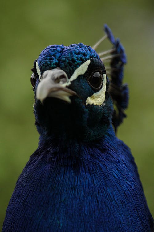 蓝鸟的特写摄影 · 免费素材图片