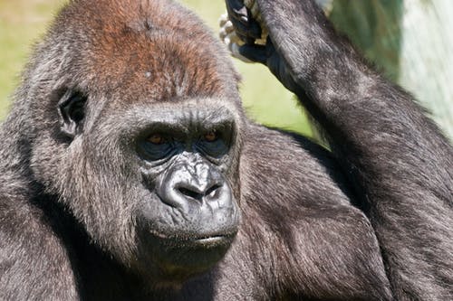 黑大猩猩 · 免费素材图片