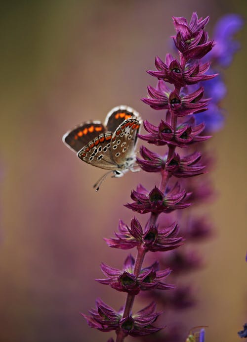 蝴蝶栖息在紫色的小花的选择性焦点照片 · 免费素材图片