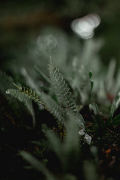 暗绿色的叶植物的特写照片 · 免费素材图片