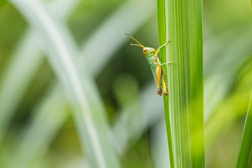 蚱hopper在叶子上的选择性焦点照片 · 免费素材图片