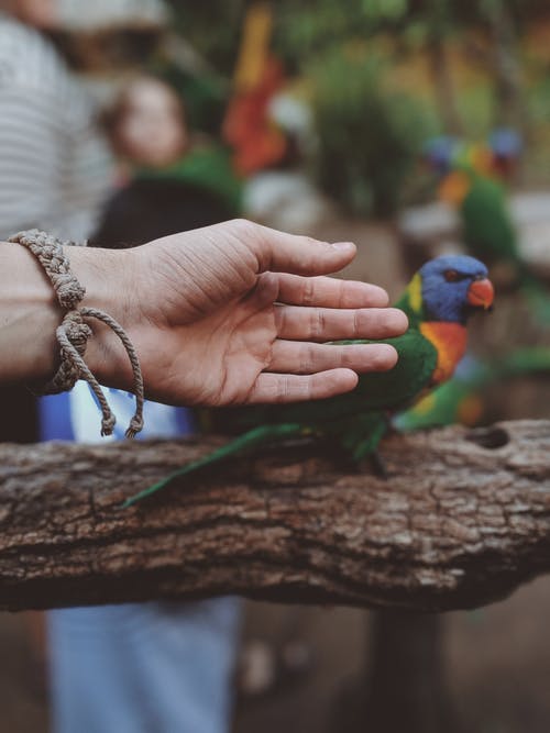鹦鹉附近的手的照片 · 免费素材图片