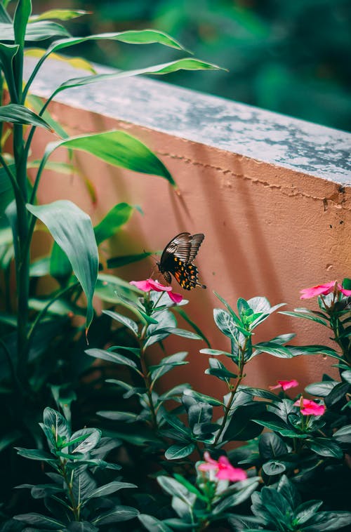 蝴蝶栖息在一朵花的特写照片 · 免费素材图片