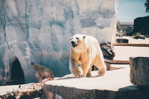白天北极熊的照片 · 免费素材图片