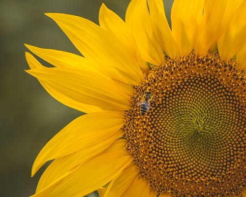 蜜蜂在黄色的花 · 免费素材图片