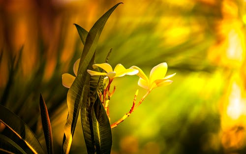 三朵黄色的花瓣 · 免费素材图片