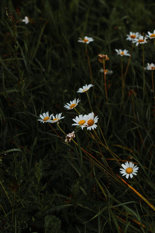 洋甘菊花生长在绿色的田野 · 免费素材图片