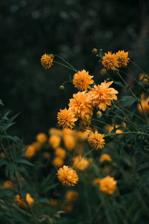 橙色花瓣花的微距摄影 · 免费素材图片