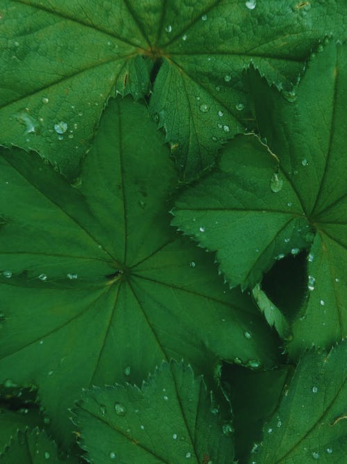 绿叶上的水滴 · 免费素材图片