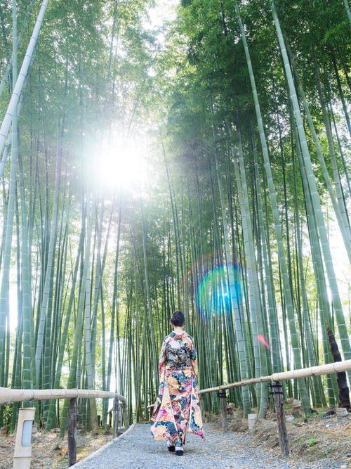 女人穿和服走在竹树之间 · 免费素材图片