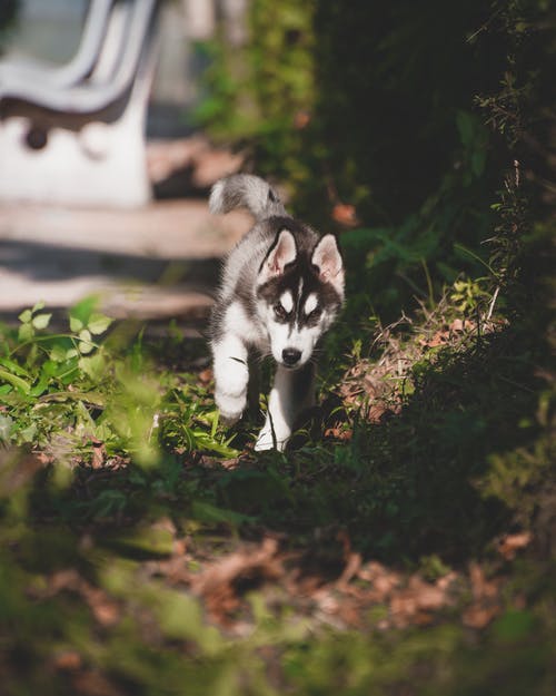 西伯利亚雪橇犬幼犬的选择性聚焦摄影 · 免费素材图片