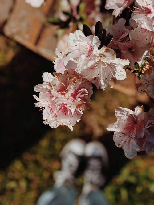 白色和粉红色花瓣的花朵 · 免费素材图片