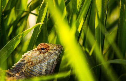 在绿色草地上的棕色蜥蜴 · 免费素材图片