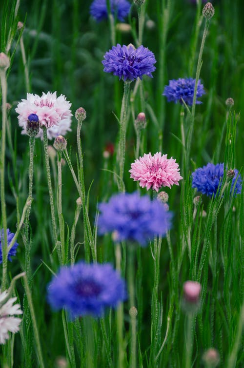 花的特写照片 · 免费素材图片